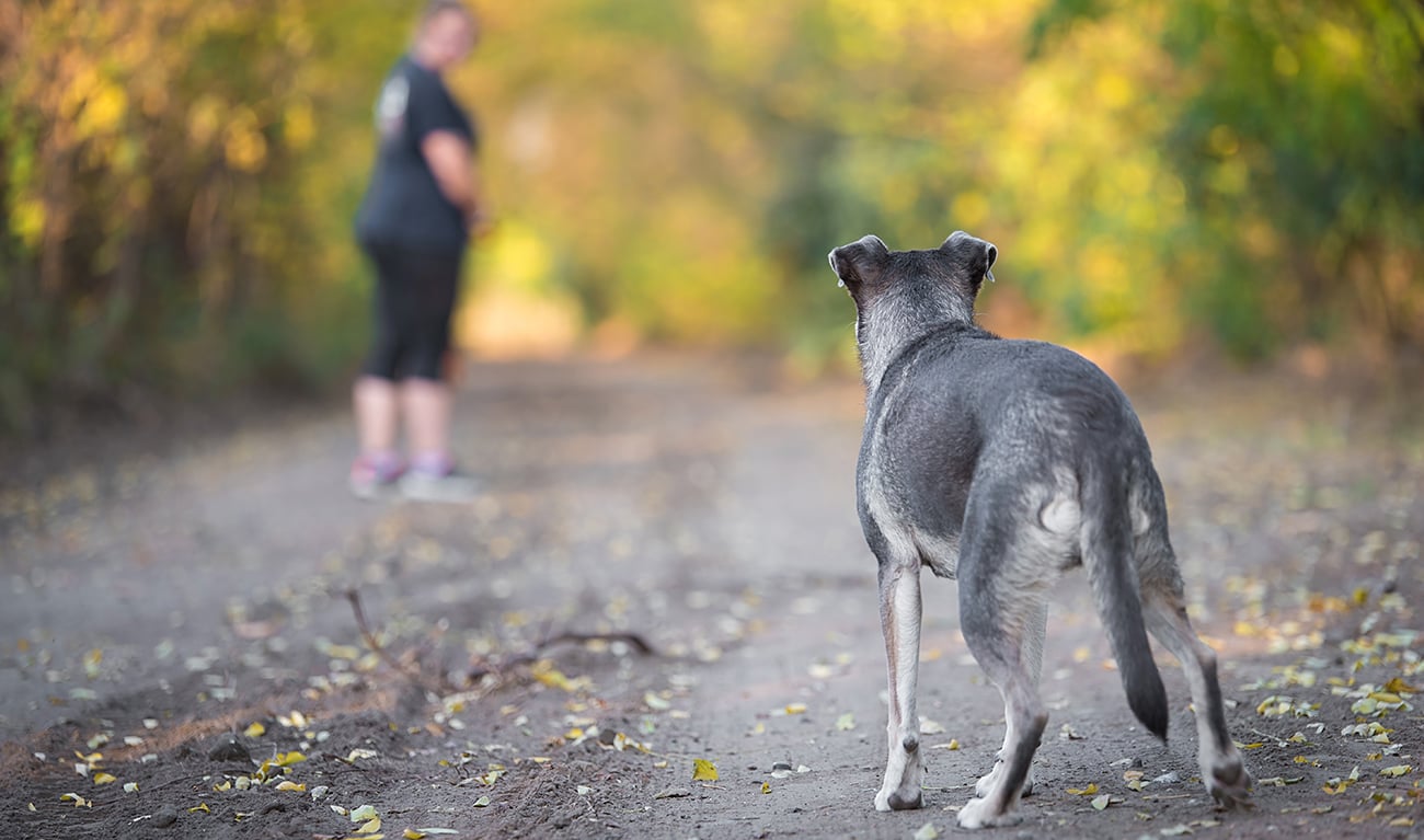 tucson dog bite law firm